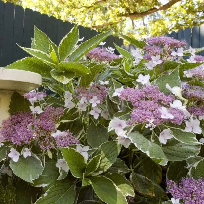Light-O-Day Hydrangea