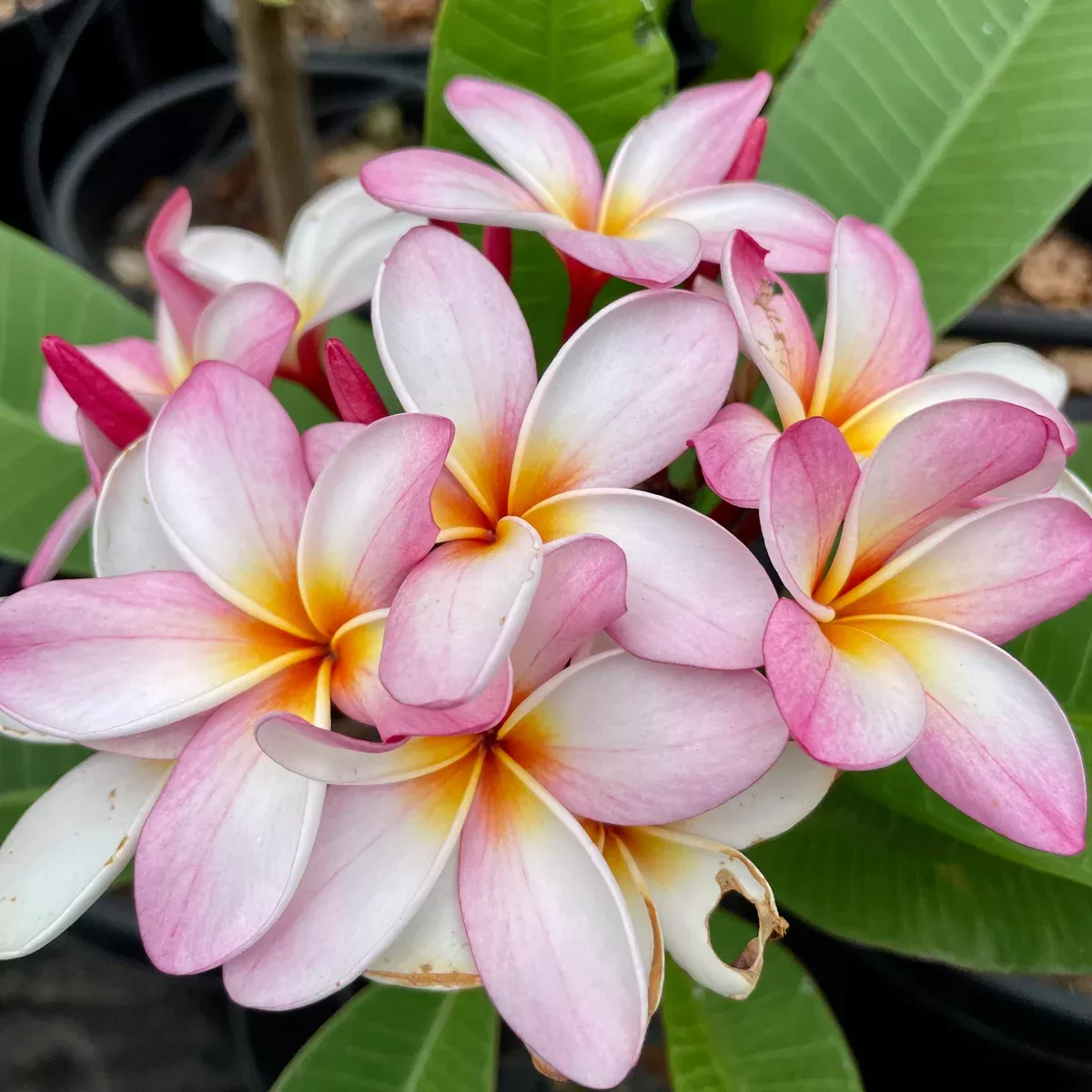 Light Pink Plumeria