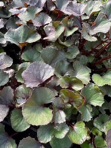 Ligularia dentata 'Pandora' / Bigleaf Liguria