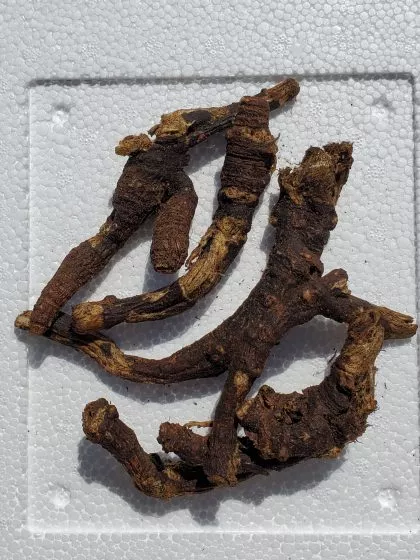 Ligusticum Porteri (Osha Root) – Ethically Wildcrafted