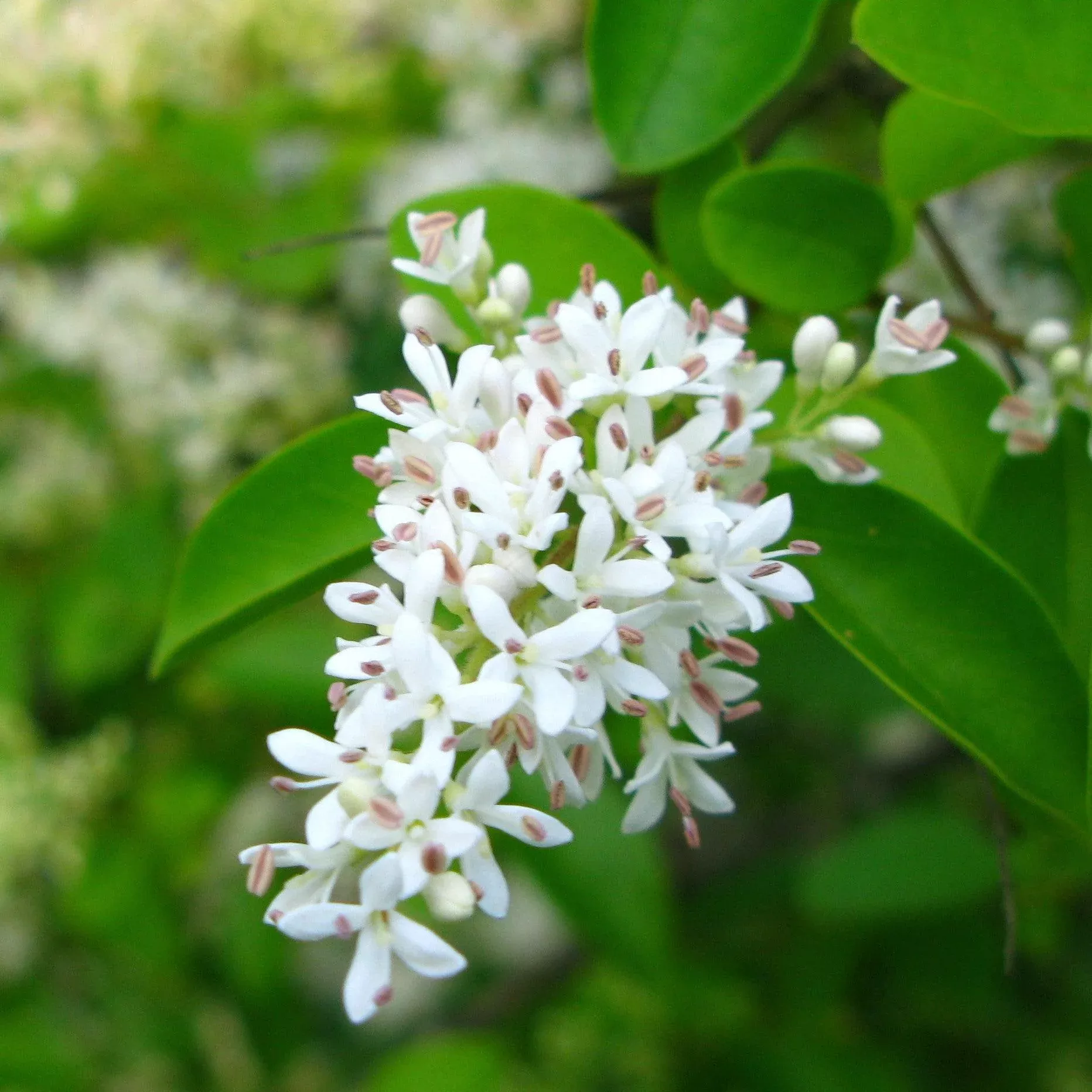 Ligustrum amurense- Amur Privet