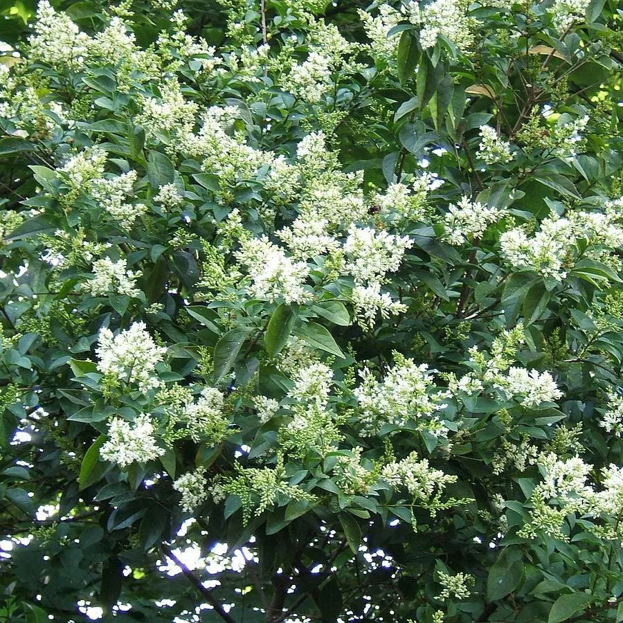 Ligustrum ovalifolium- California Privet