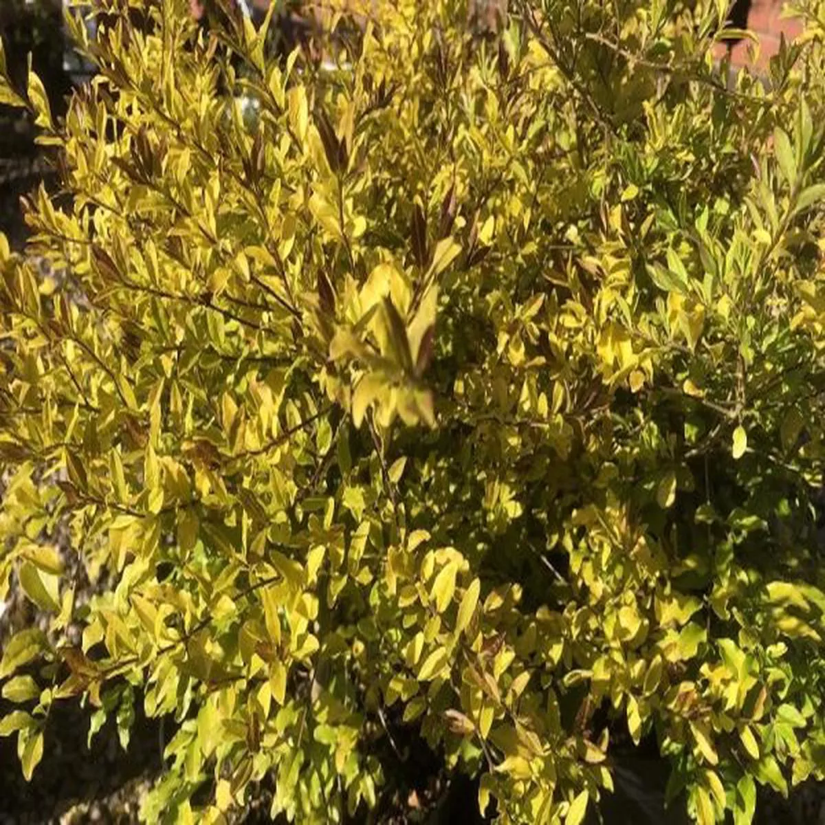 Ligustrum undulatum Lemon and Lime Clippers