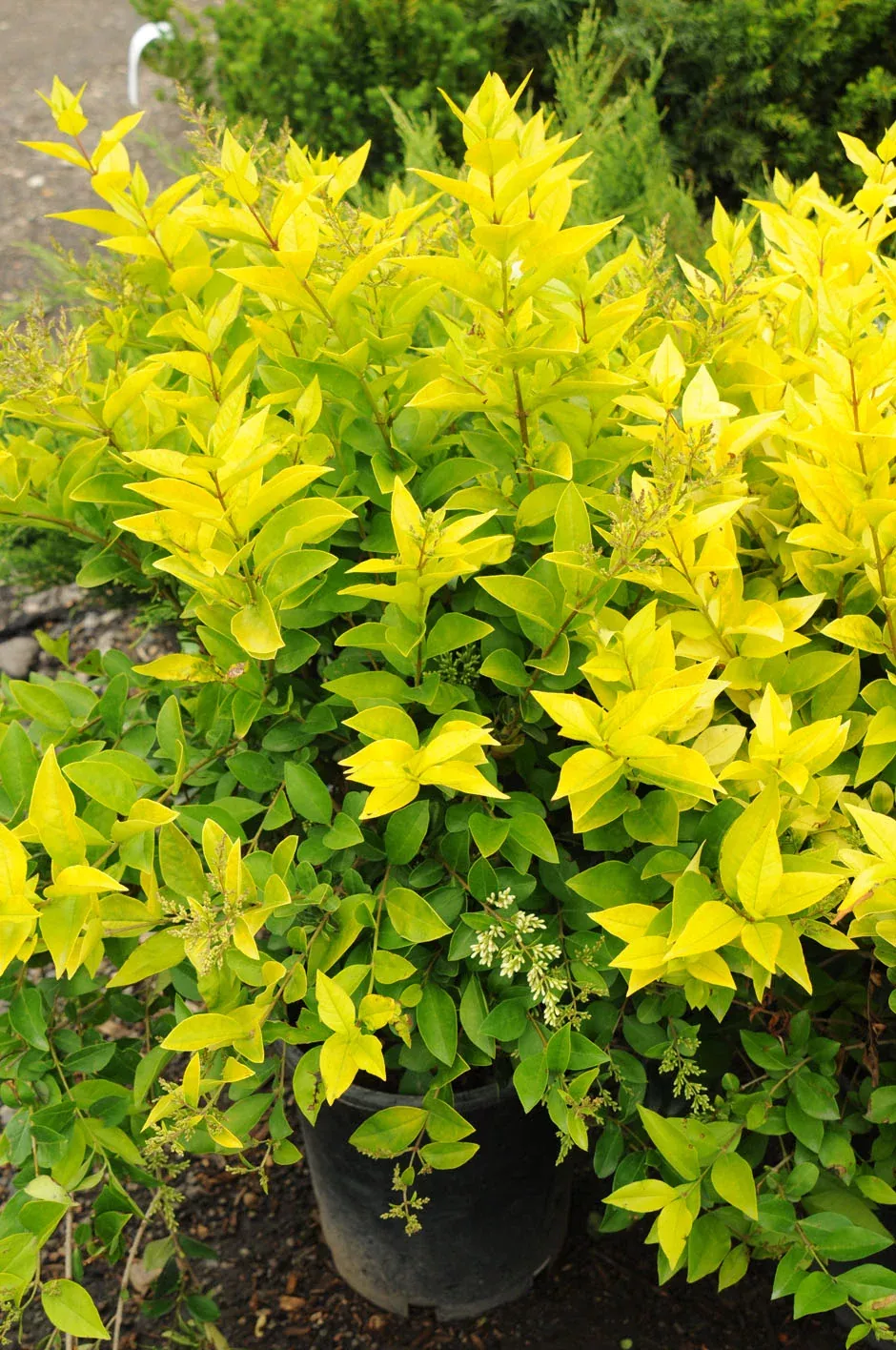 Ligustrum Vicary - 2 Gallon