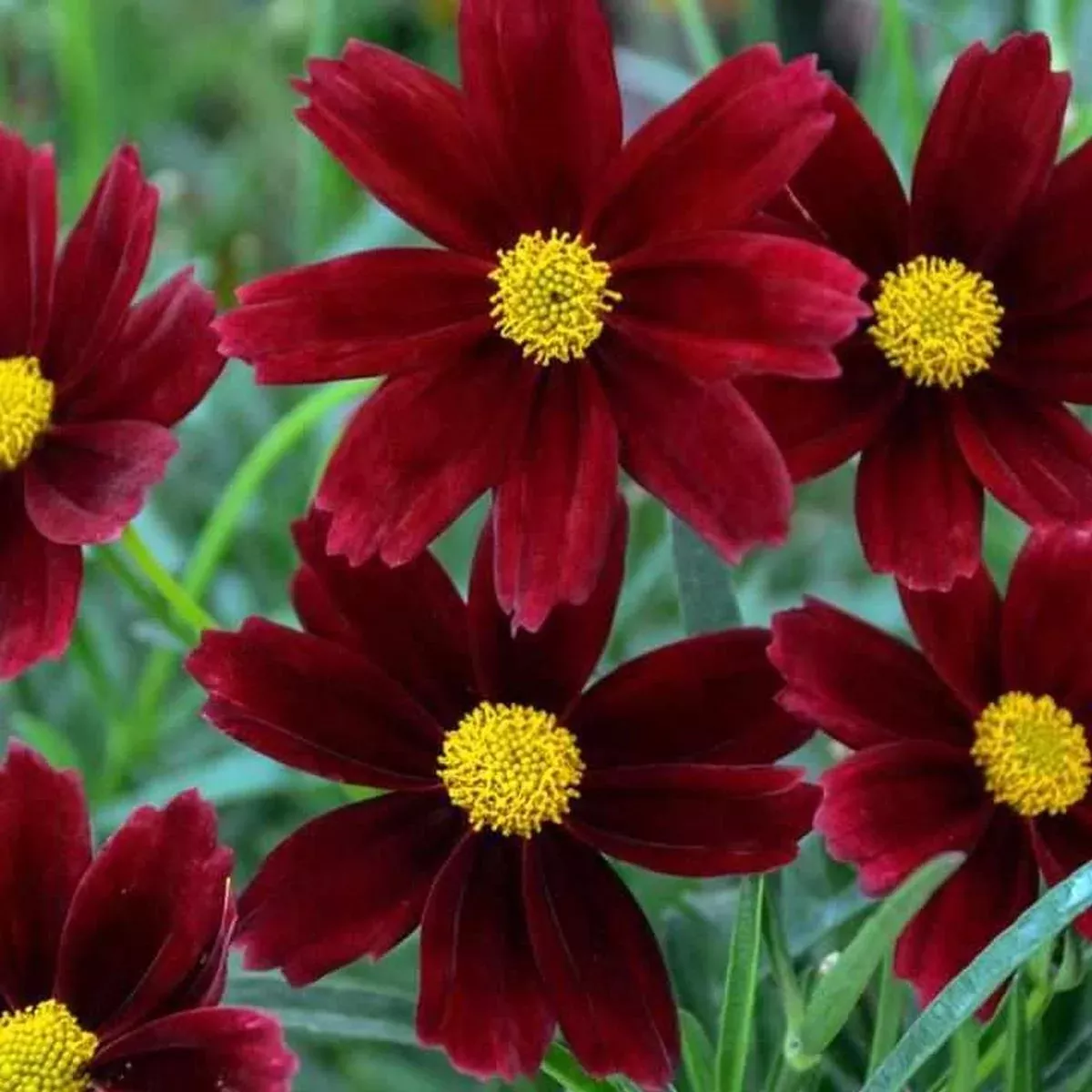 Lil Bang™ Red Elf Coreopsis