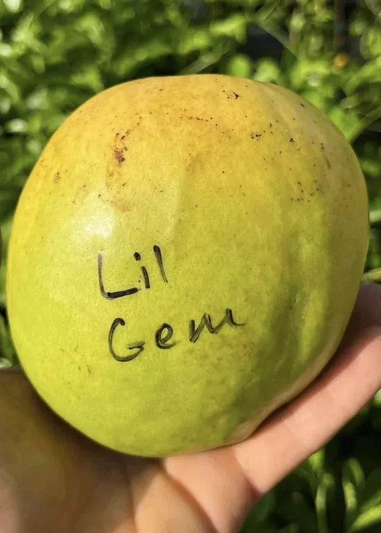 Lil Gem Mango Tree