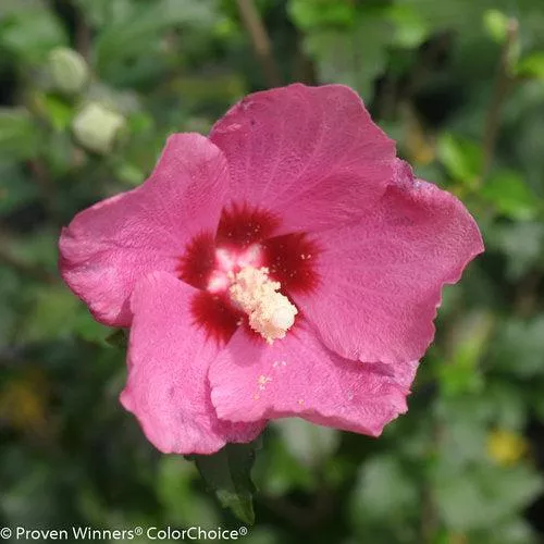 Lil' Kim Red Hibiscus