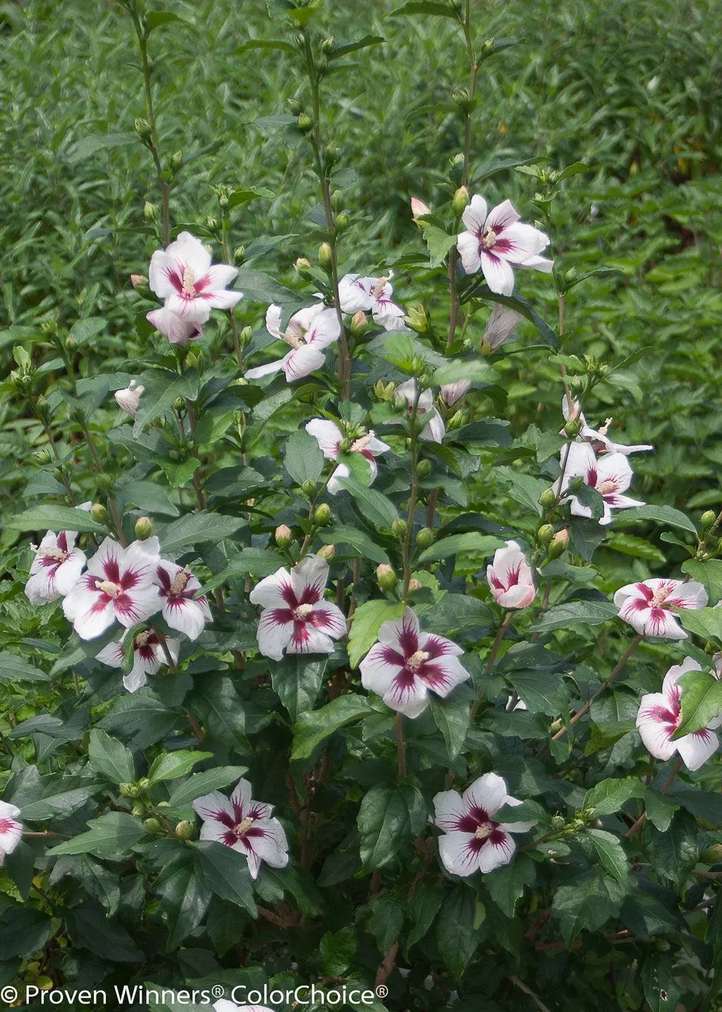 Lil' Kim Rose of Sharon