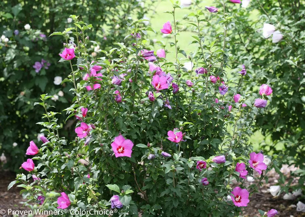 Lil' Kim Violet Rose of Sharon
