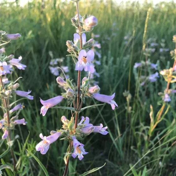 Lilac Beardtongue Seeds