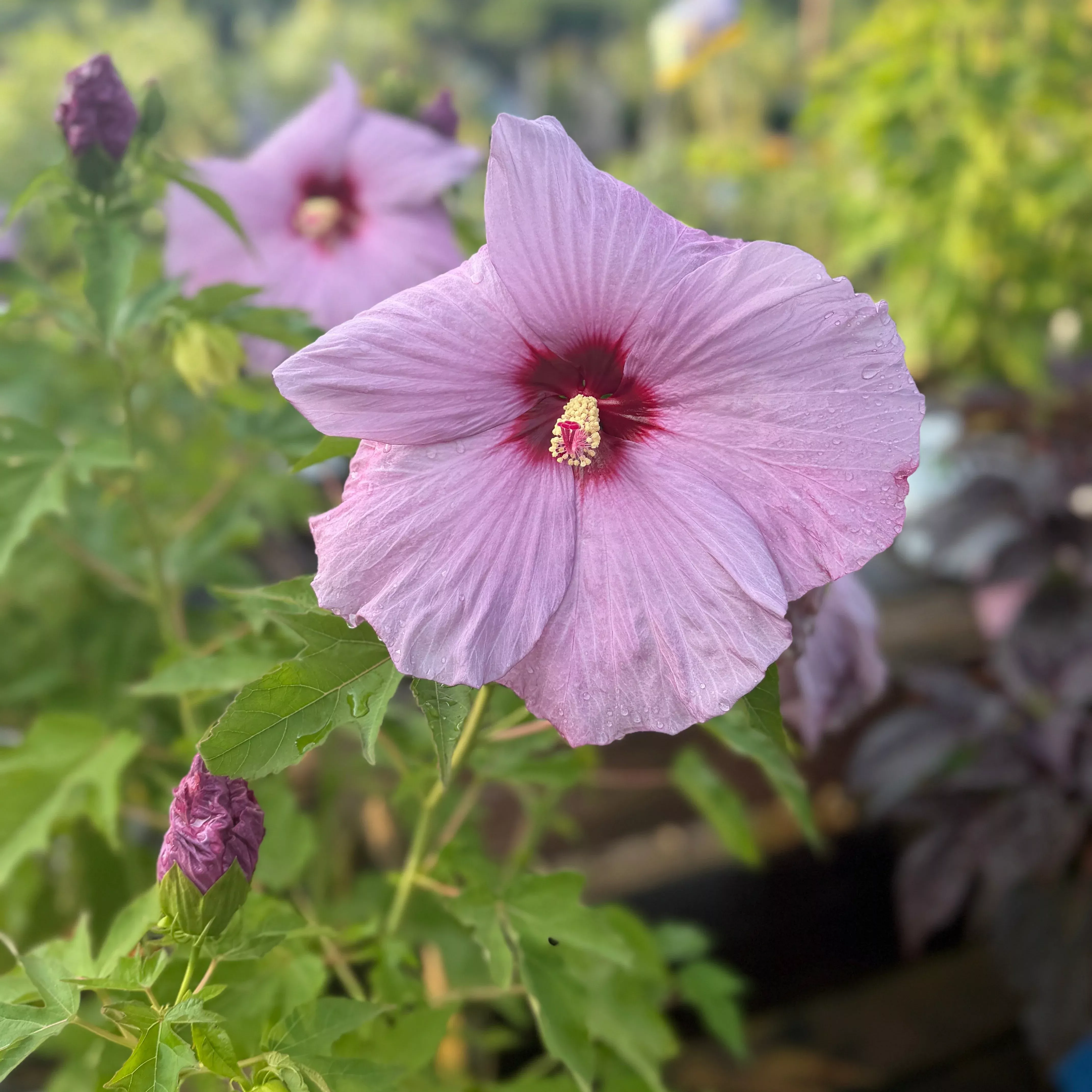 Lilac Crush Rose Mallow