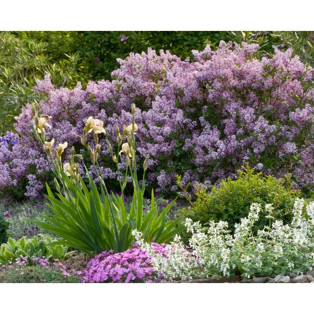Lilac, Dwarf Korean Flowering Shrub, 3 Gallon Container