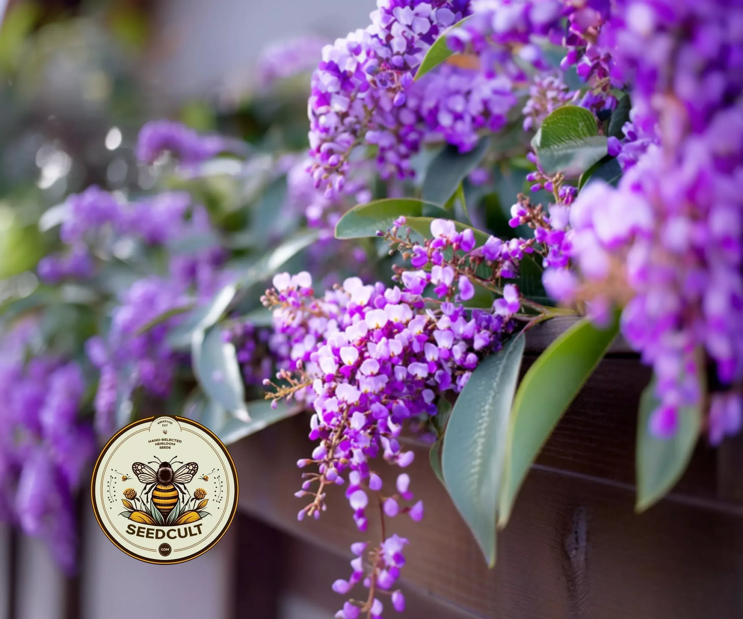 LILAC VINE, CORAL PEA, PURPLE CORAL PEA, FALSE SARSAPARILLA, HARDENBERGIA VIOLACEA