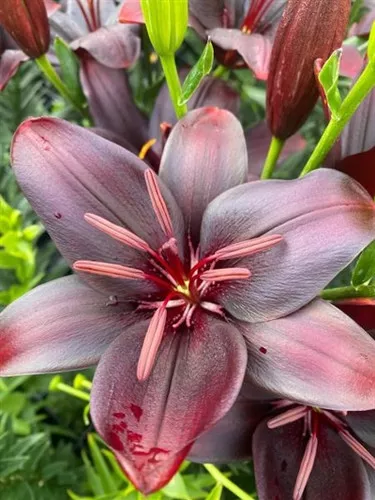 Lilium asiatic 'Blacklist' / Asciatic Lily