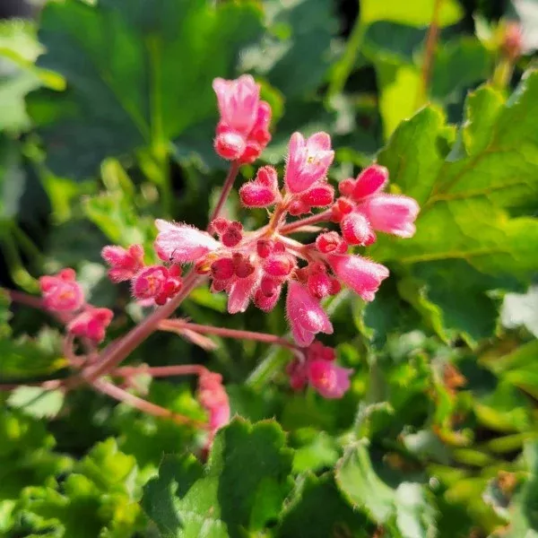 Lillian's Pink Coral Bells