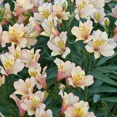 Lily Peruvian 2 Gallon