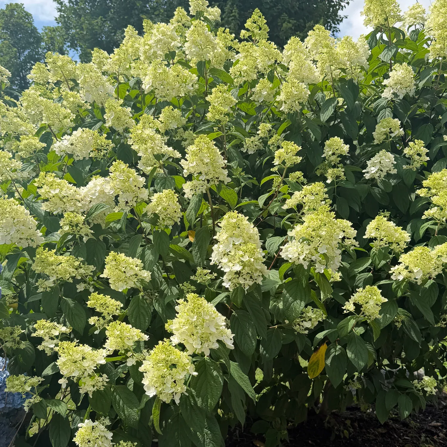 Limelight Hydrangea