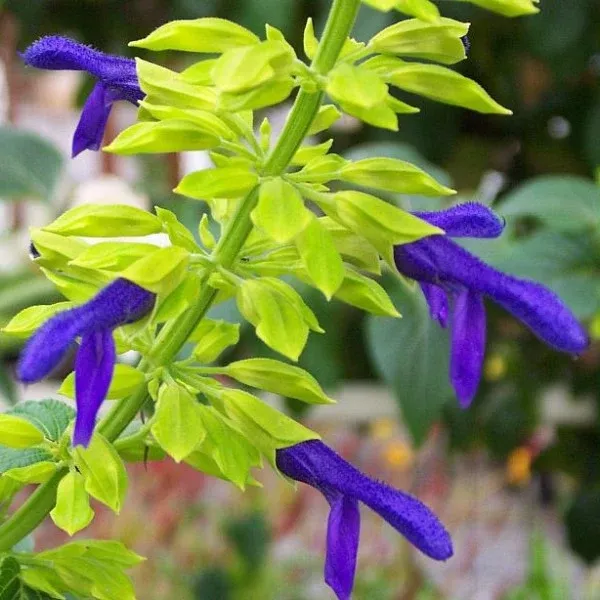 Limelight Mexican Sage