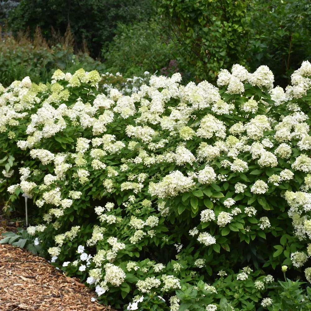 Limelight Prime Hydrangea