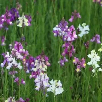Linaria mix
