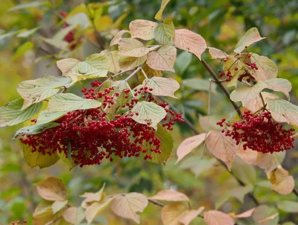 Linden Viburnum Seeds
