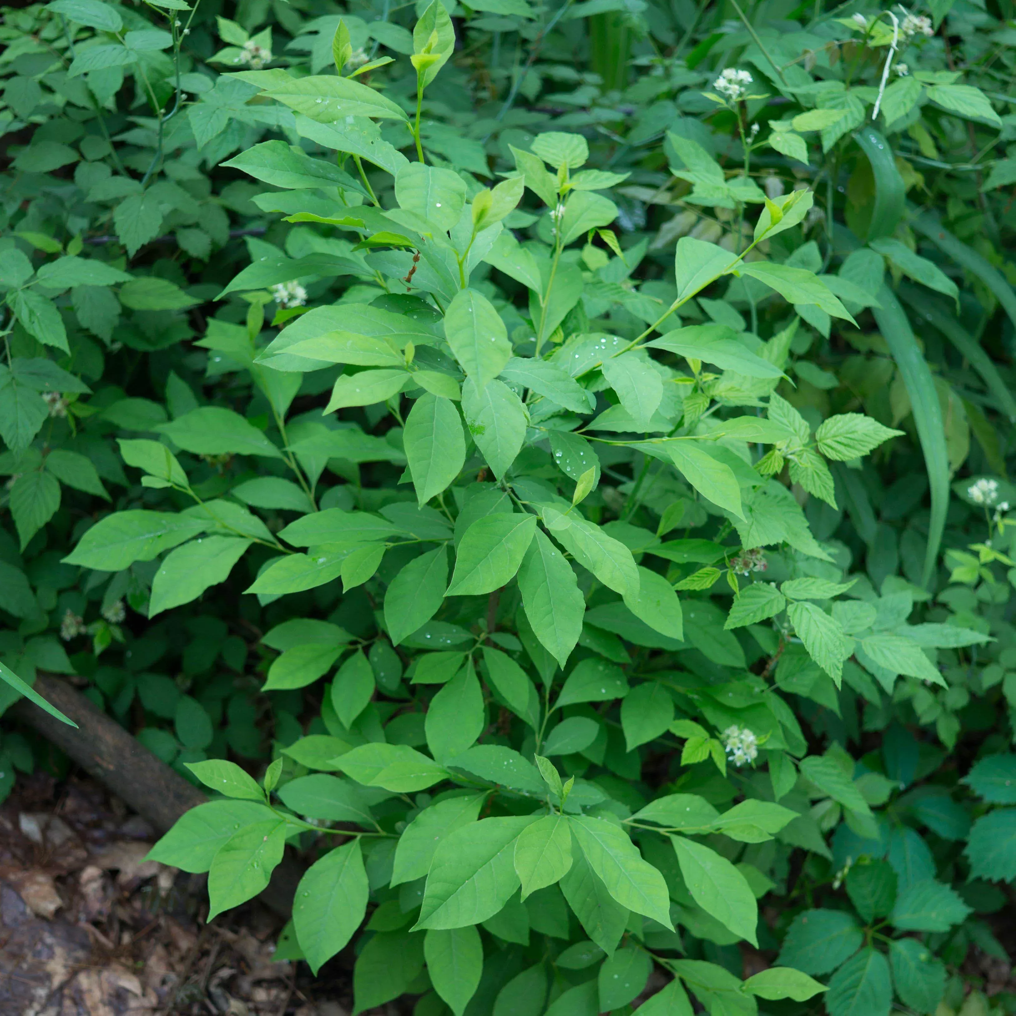 Lindera benzoin- Spice Bush