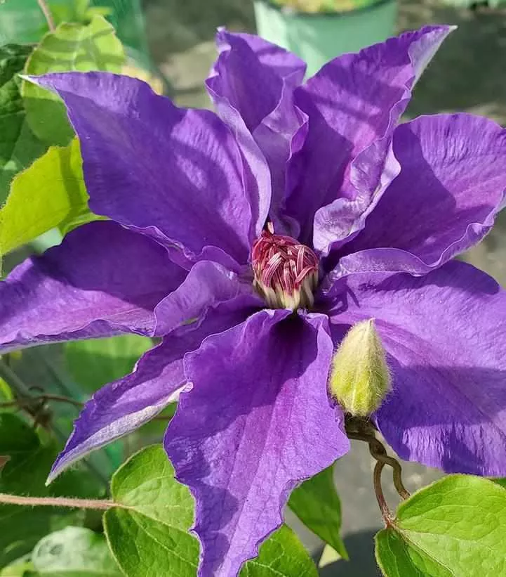 Lindsay Clematis