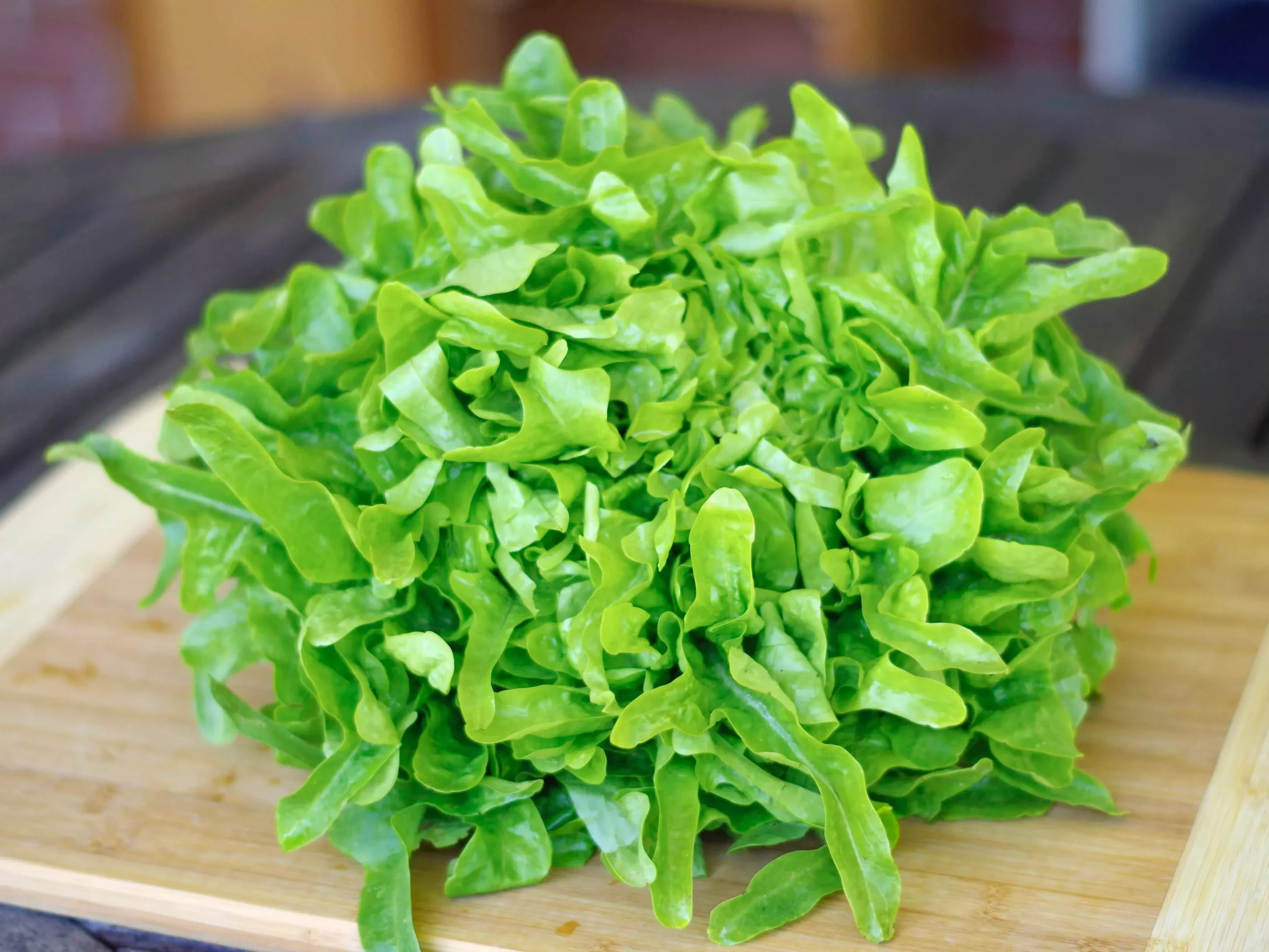 Lingua di Canarino Organic Lettuce Seeds