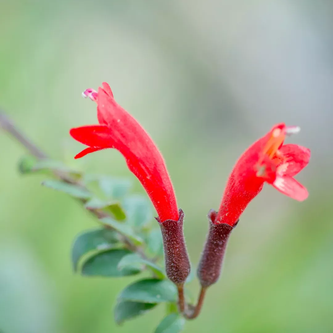 Lipstick Plant Plug (Aeschynanthus radicans) – Exotic Trailing Plant with Vibrant Red Blooms, Ideal for Hanging Baskets & Shelves