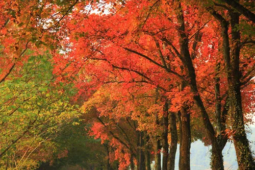 Liquidambar formosana