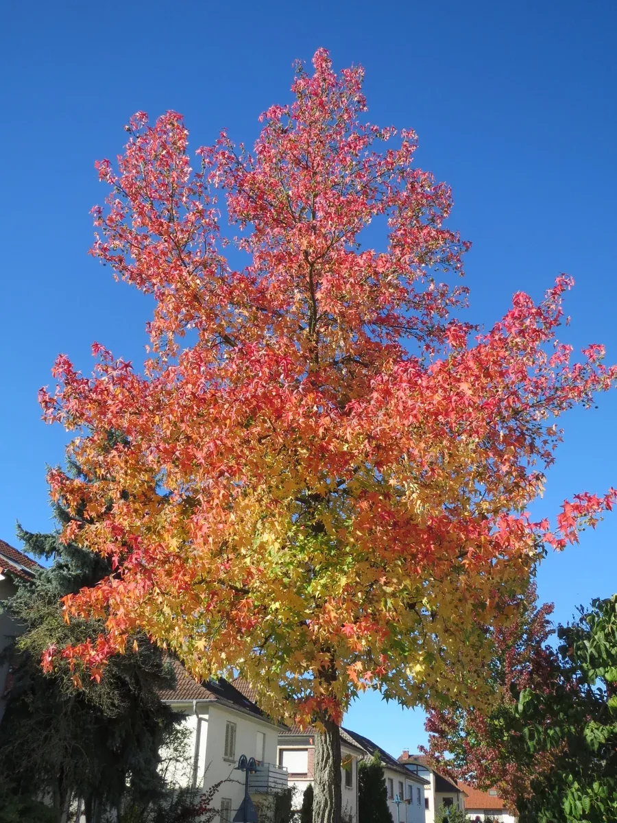 Liquidambar styraciflua 25 Seeds - American Sweetgum