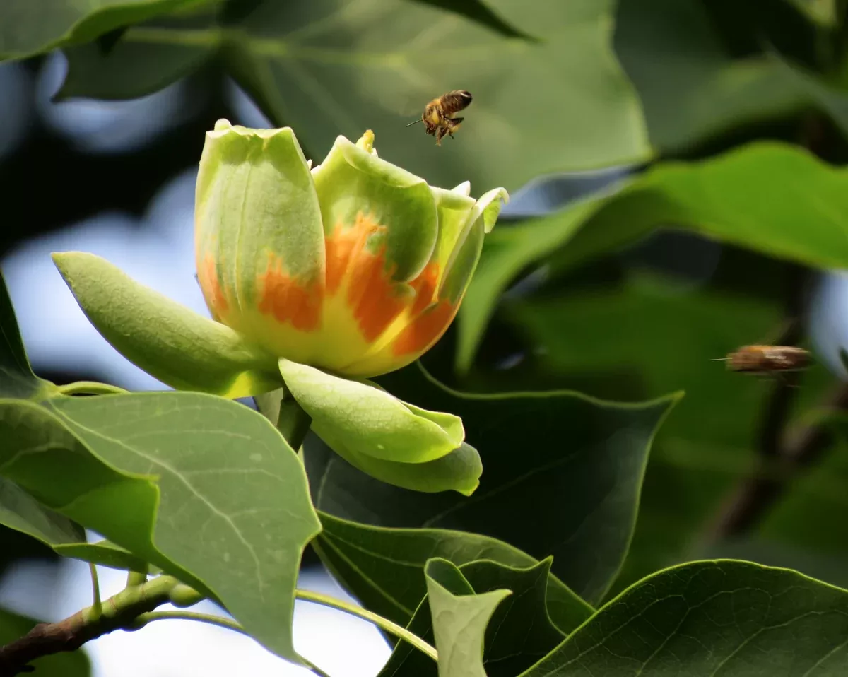 Liriodendron tulipifera Seeds - Tulip Tree
