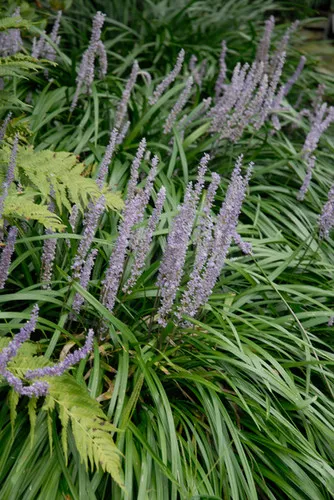 Liriope muscari 'Big Blue' / Lily Turf