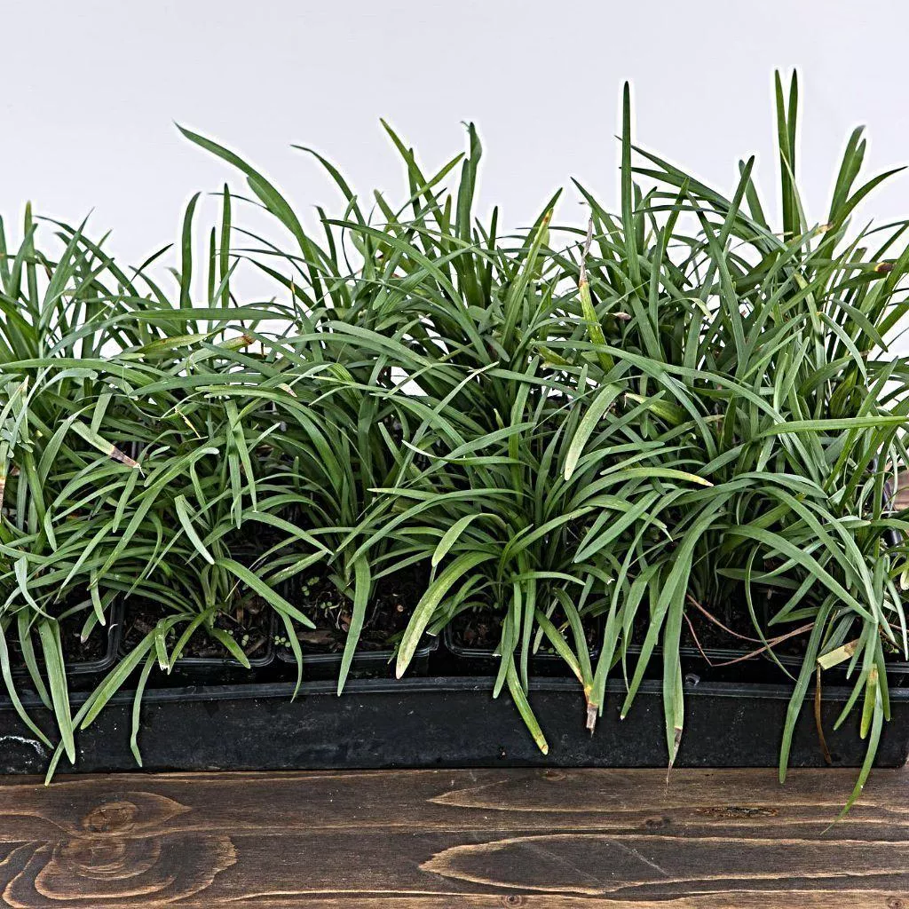 Liriope spicata- Creeping Lily Turf