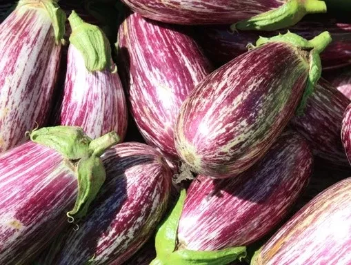 Listada de Gandia Eggplant