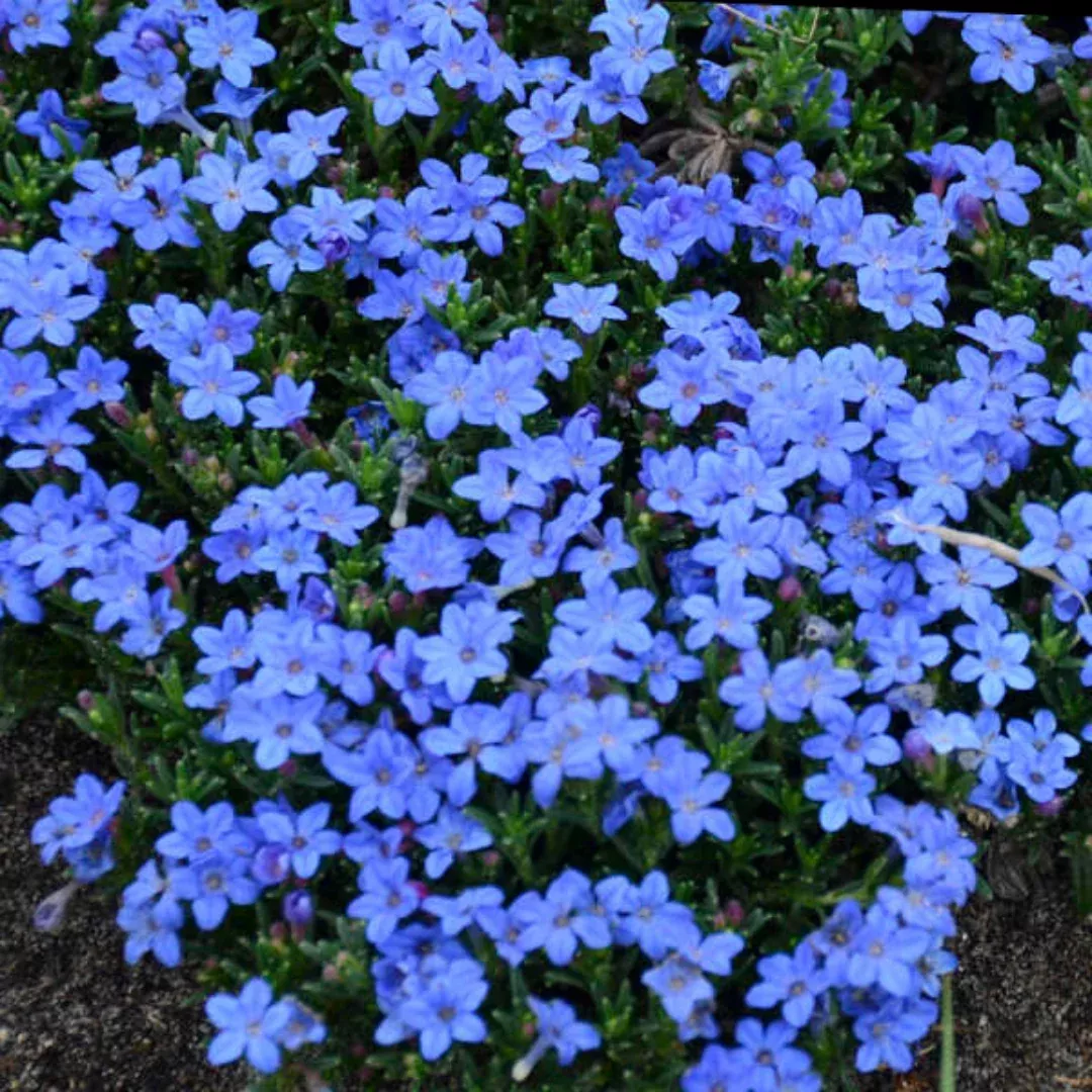 Lithodora Diffusa 'Grace Ward'