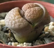 Lithops Hookeri Seeds