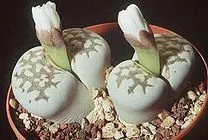 Lithops Julii Seeds