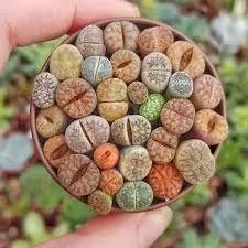 Lithops Living Stones