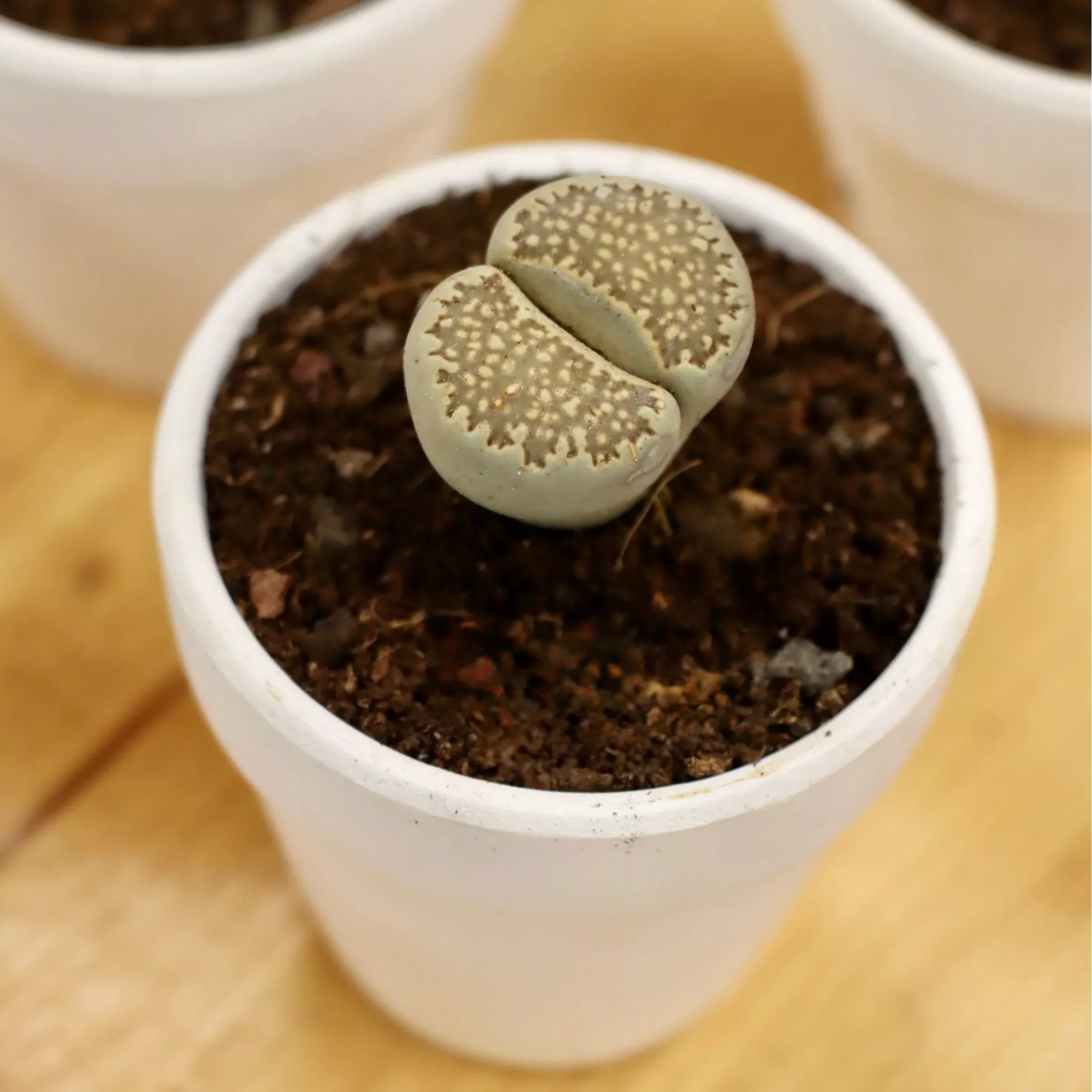 Lithops