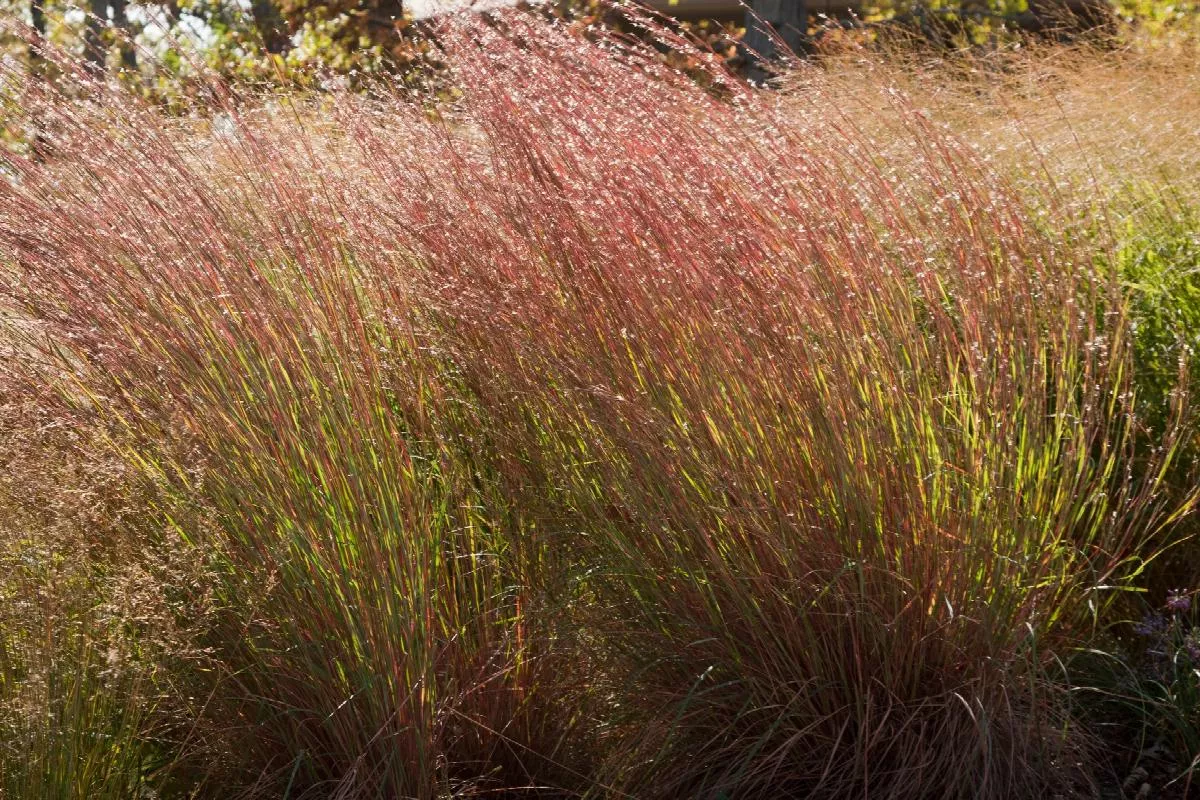 Little Bluestem