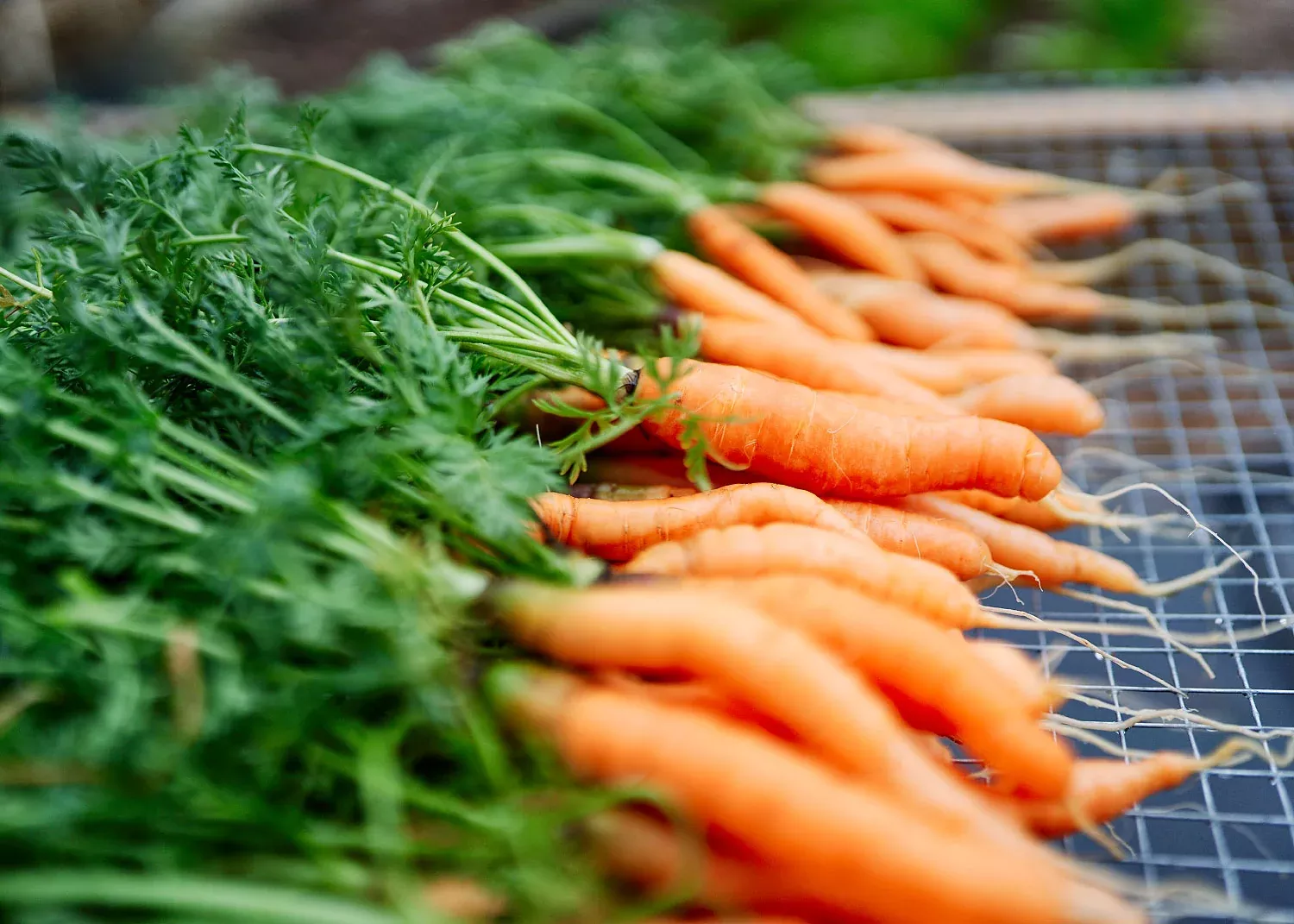 Little Fingers - Organic Carrot Seeds