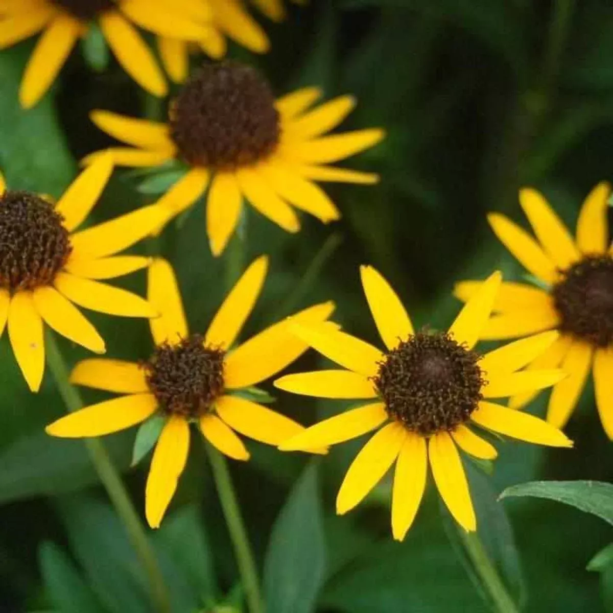 Little Goldstar Black-Eyed Susan