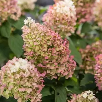 Little Hottie Panicle Hydrangea