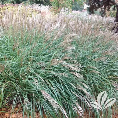 Little Kitten Grass