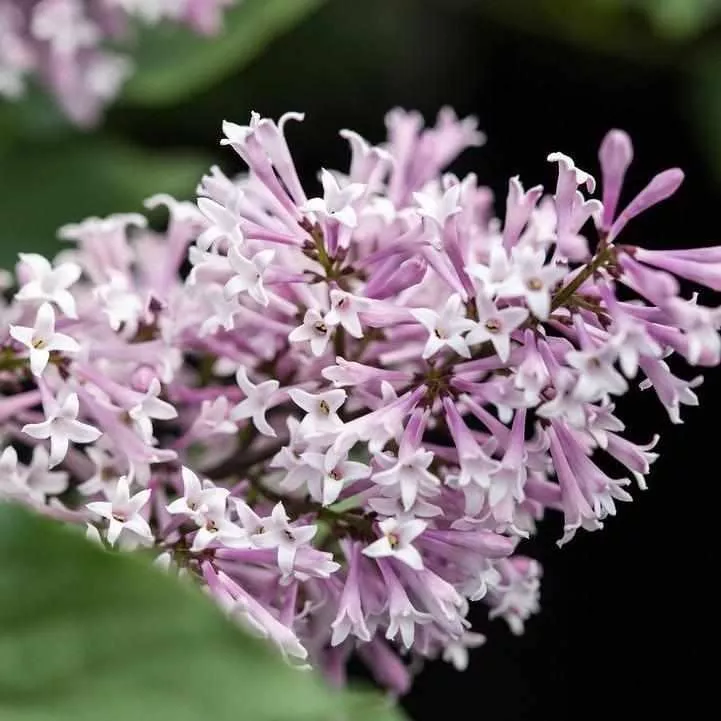Little Lady Lilac