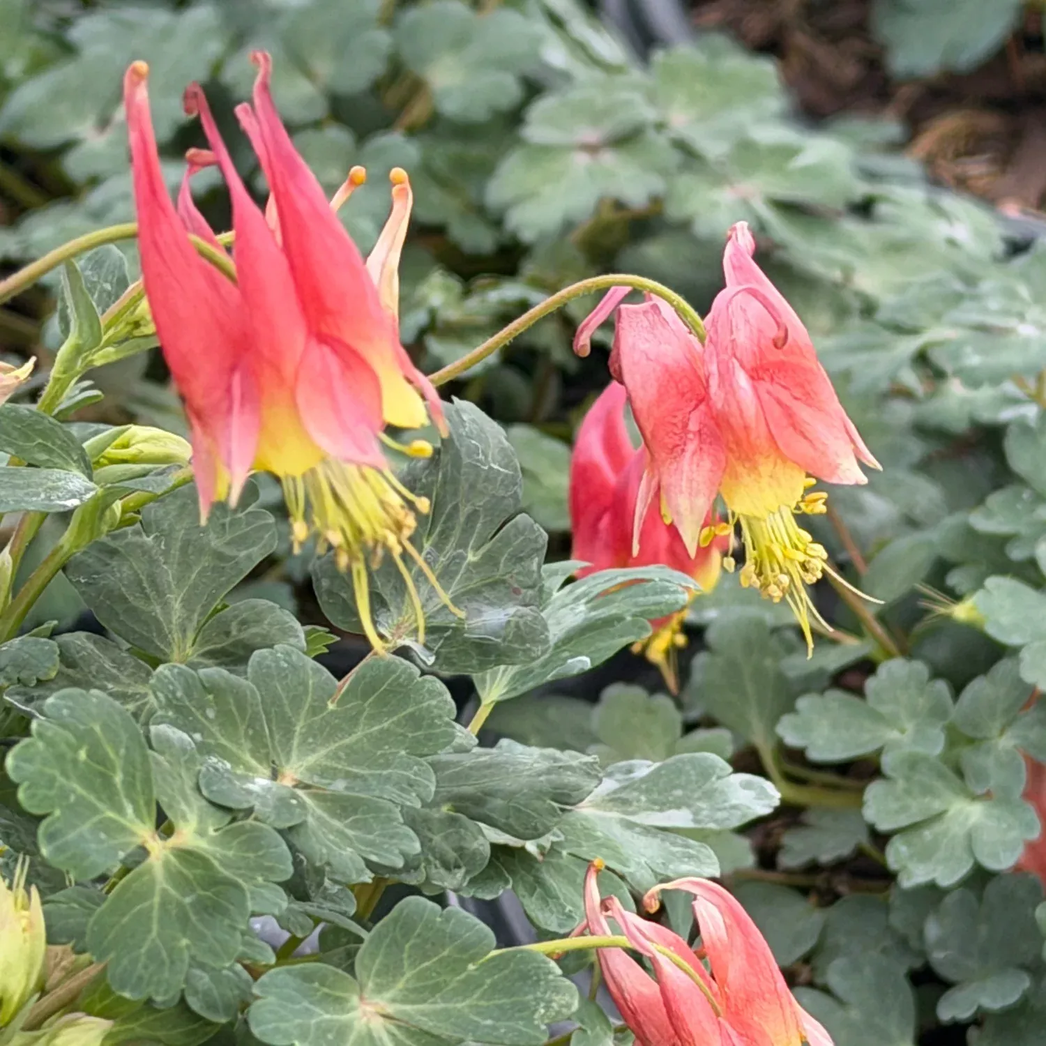 Little Lanterns Wild Columbine