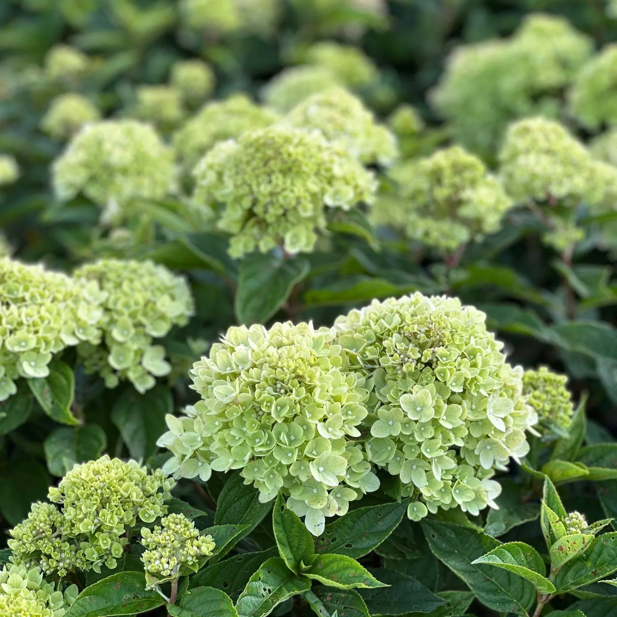 Little Lime Panicle Hydrangea