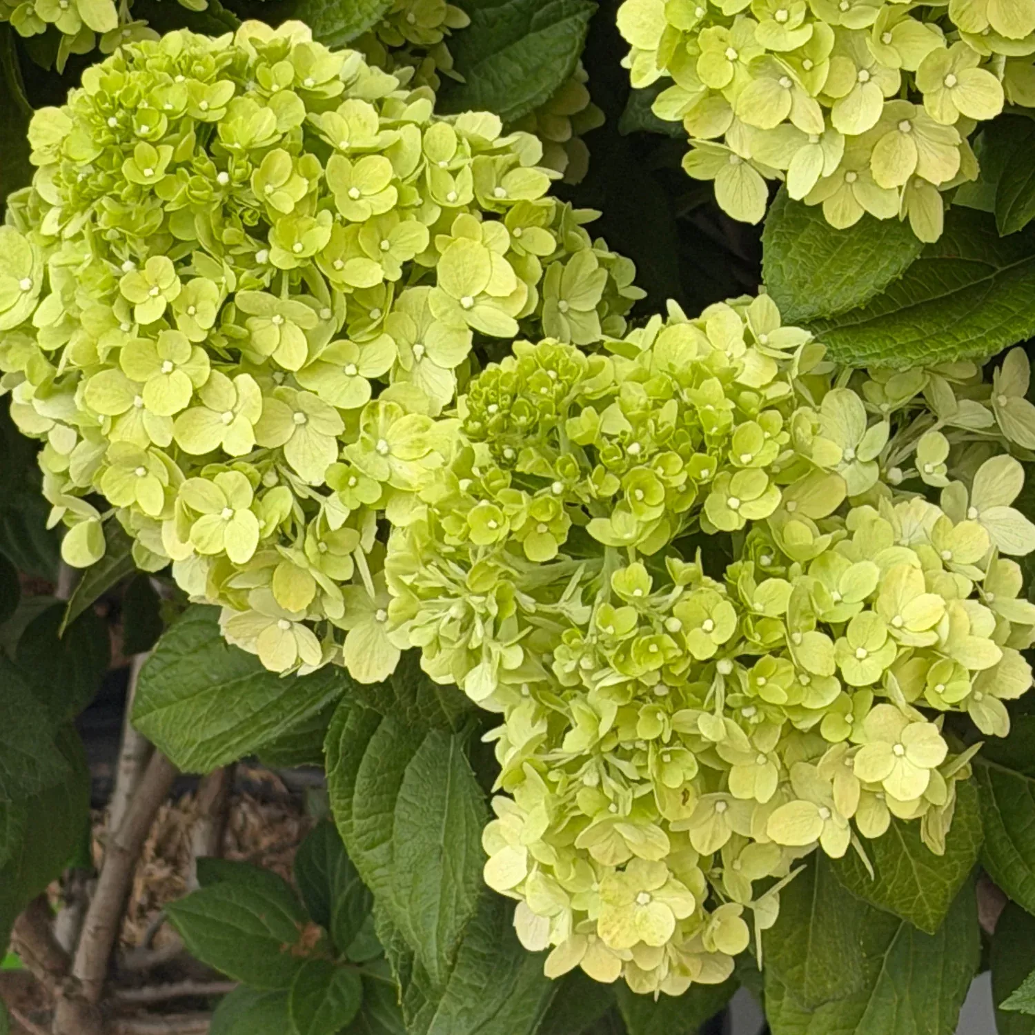 Little Lime Punch Panicle Hydrangea