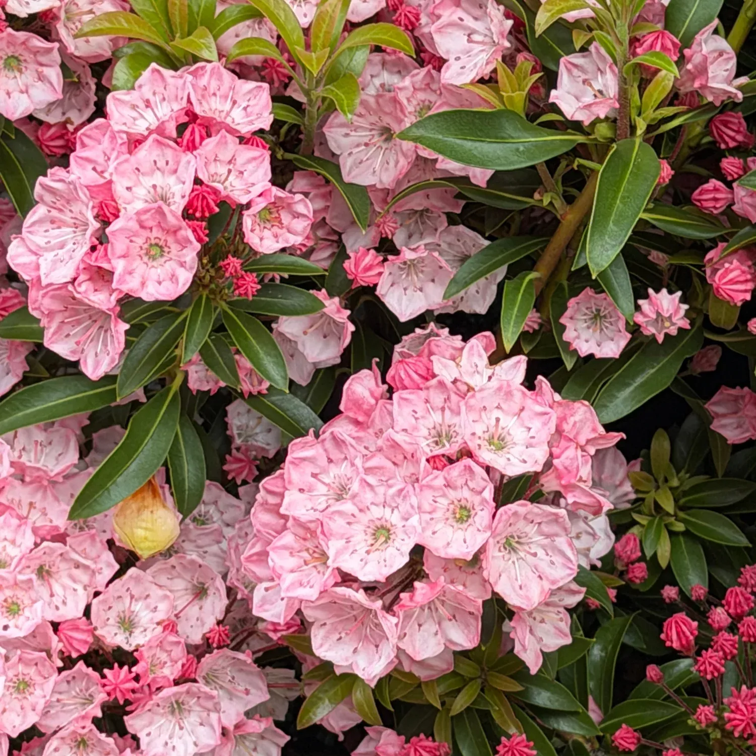Little Linda Mountain Laurel